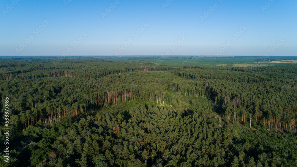 Naklejka premium Aerial view forest and deforestation in summer. Drone flying over green trees in sunny day. Drone shot over trees cut down. Ecological catastrophe of the entire planet earth, environmental pollution