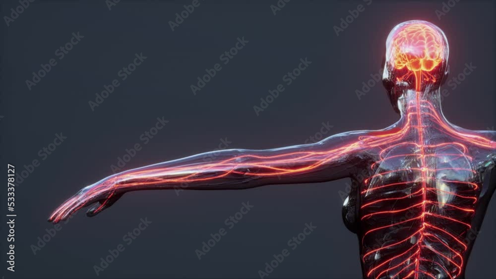 Spinal cord nerve energy impulses into brain Spinal cord nerve energy impulses into brain