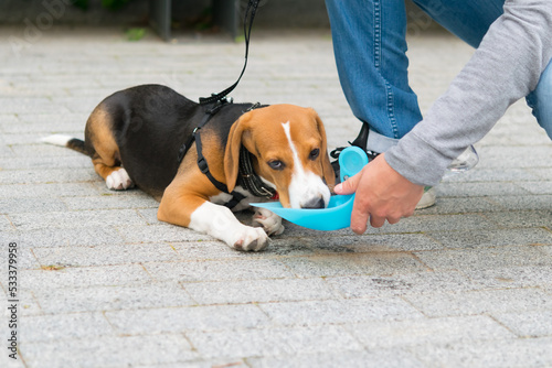 beagle dog, drinking water from a drinking bowl, walking on the street with the owner