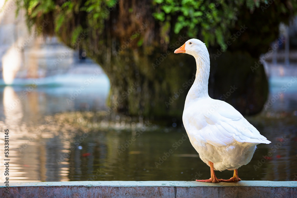 Goose in the Barcelona Cathedral Cloister, Spain Goose in the Barcelona Cathedral Cloister, Spain