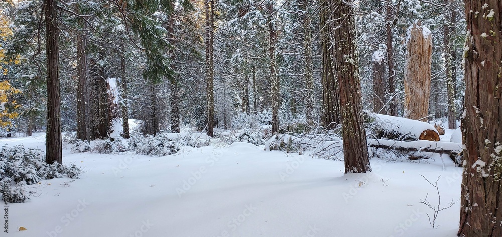 Forest in winter