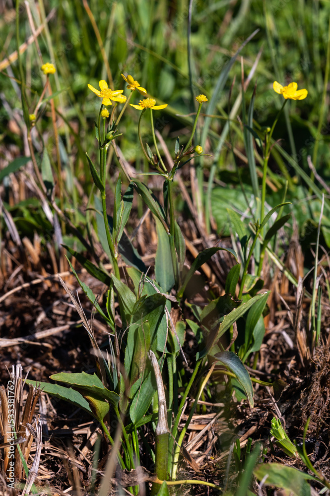 Ranunculus flammula - Lesser spearwort - Renoncule flammette Ranunculus flammula - Lesser spearwort - Renoncule flammette
