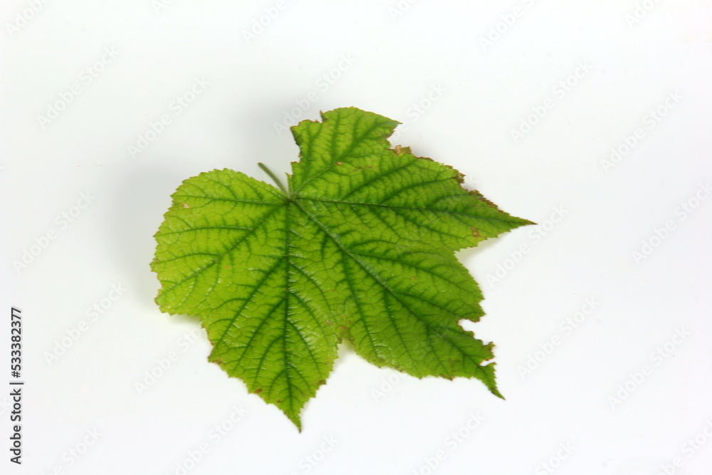 Green plant leaf with beautiful texture on white background Green plant leaf with beautiful texture on white background