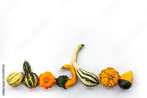 Collection of gourds aligned on white background with copy space. Fall, halloween and Thanksgiving still life decor