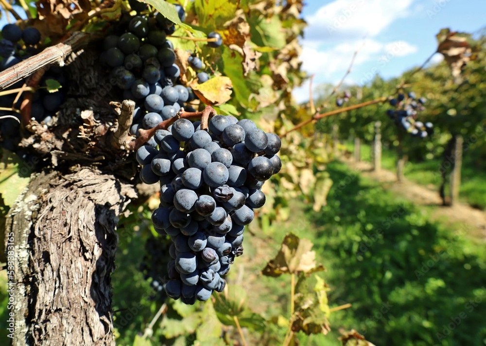 Blaufrankisch grape , Blue Frankish in english, hanging on vine just before the harvest. In USA is known as Lemberger.