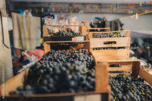 Foto Italy, Abruzzo - September 2022: local family making of red wine from italian gr