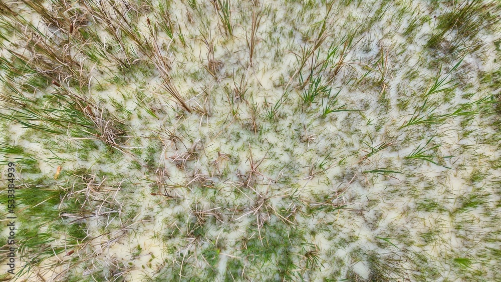 fallen leaves and grass on the surface of cloudy water, kaolin quarry, Czech Republic fallen leaves and grass on the surface of cloudy water, kaolin quarry, Czech Republic