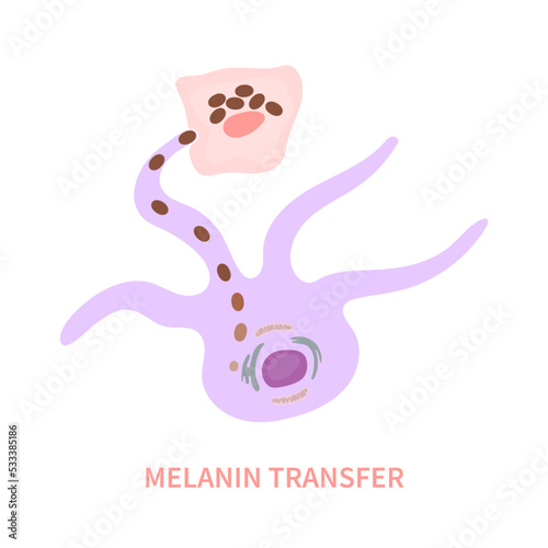 Melanosome transfer to keratinocytes scheme. Melanocyte cell biology and skin pigmentation diagram. Melanin pigment production and distribution process. Vector illustration.