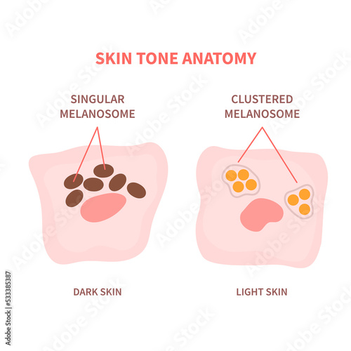 Singular and clustered melanosomes in keratinocyte cells of dark and light skin. Melanin pigment content and distribution scheme. Skin tone and pigmentation anatomy. Vector illustration. photo