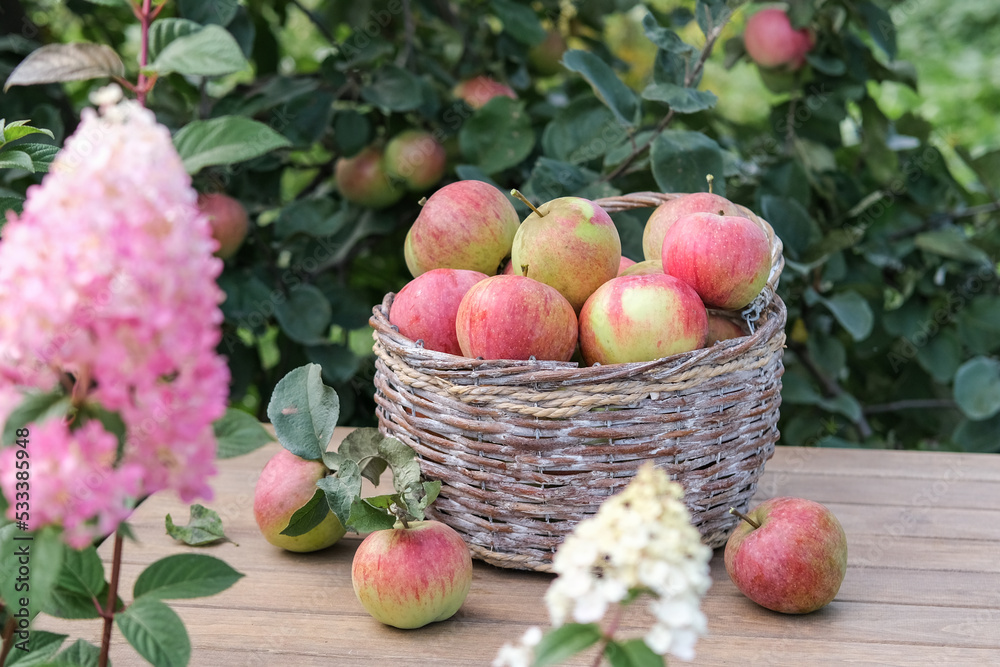 Basket with red ripe apples on a wooden table in the garden. Basket with red ripe apples on a wooden table in the garden.