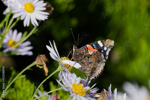 Red admiral butterfly (Vanessa Atalanta) with closed wings perched on a white daisy in Zurich, Switzerland