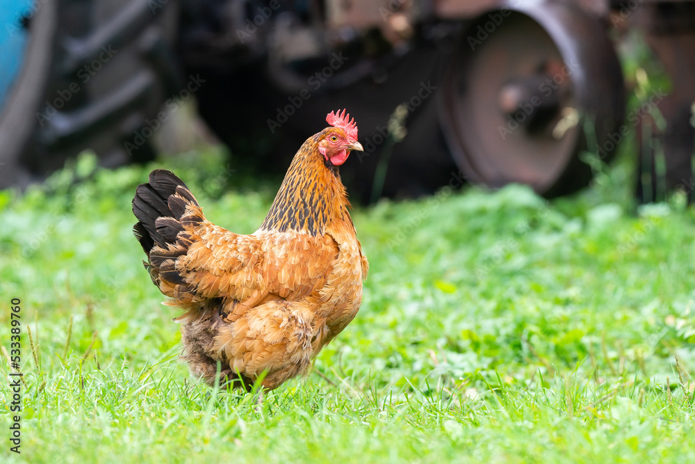 Fototapeta premium healthy chicken in the garden..