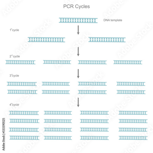The DNA template was amplified by real-time PCR technique that picture showed the copy number of each cycles.