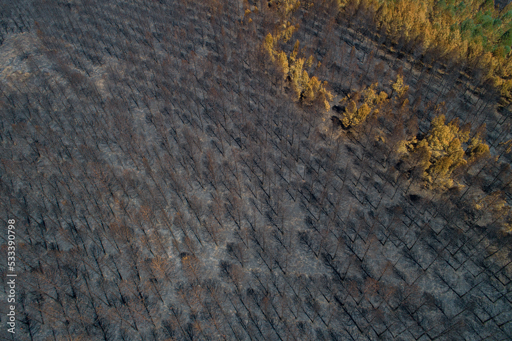 forest burning after a forest fire forest burning after a forest fire