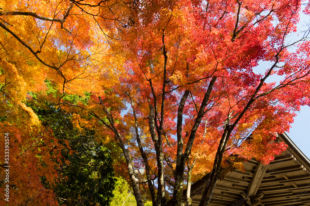 三田花山院(兵庫県三田市)の紅葉