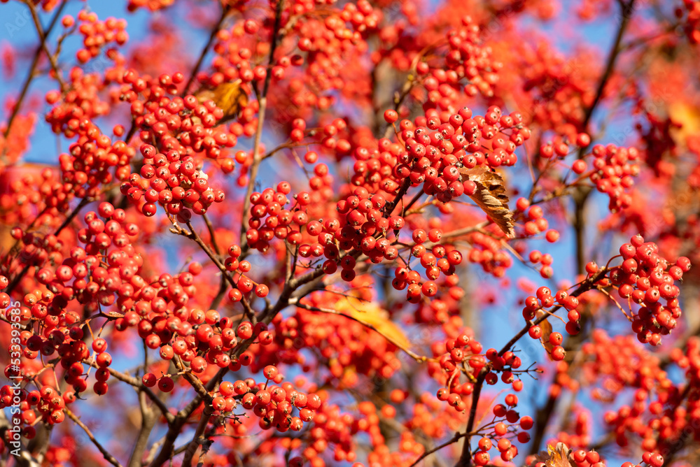 red color autumn rowan branch. selective focus of red autumn rowan. autumn season with red rowan red color autumn rowan branch. selective focus of red autumn rowan. autumn season with red rowan