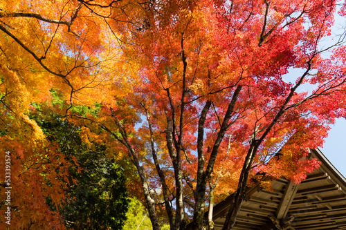 Obraz na płótnie 三田花山院(兵庫県三田市)の紅葉 w salonie