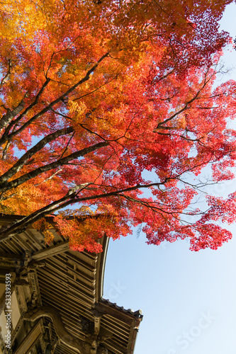 三田花山院（兵庫県三田市）の紅葉