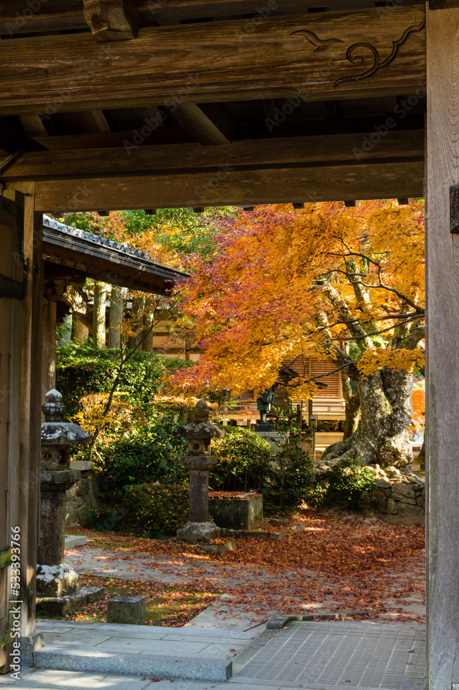 三田花山院(兵庫県三田市)の紅葉