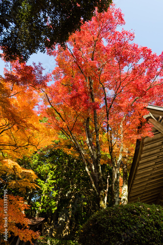 Obraz na płótnie 三田花山院(兵庫県三田市)の紅葉 w salonie