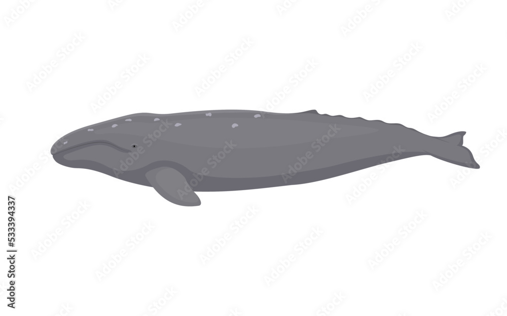 Vector gray whale