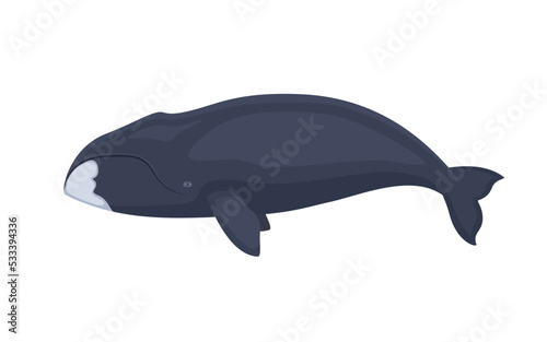 Vector bowhead whale photo