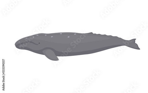 Vector gray whale
