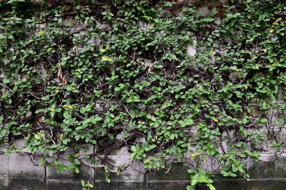 Close-up of Green Climber Plant on wall natural background concept selective focus. Close-up of Green Climber Plant on wall natural background concept selective focus.