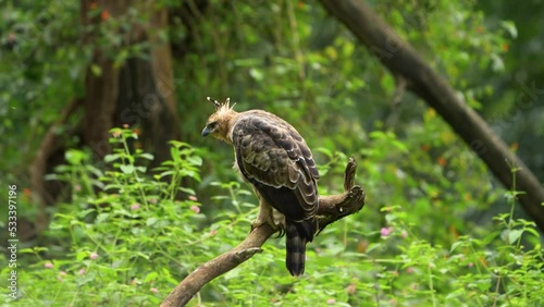 Legge's hawk-eagle (Nisaetus kelaarti) photo