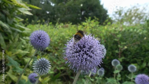 A bumble bee taking off in 10x slow motion from an echinops flower photo