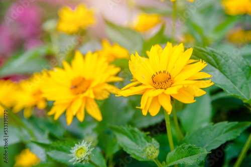 Yellow daisies grow in the meadow in summer 