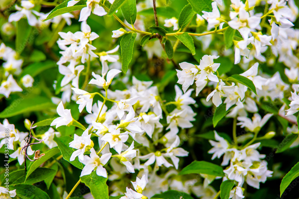 Jasmine blossom branch in the garden in spring
Jasmine blossom branch in the garden in spring