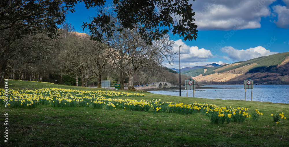 Obraz premium Across a sea of daffodils, a view of the bridge over the River Aray as it exits into Loch Fyne at Inverary. Argyll and Bute