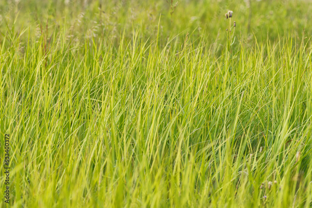 Green grasses grow on a field in Siberia on a hot sunny summer day Green grasses grow on a field in Siberia on a hot sunny summer day