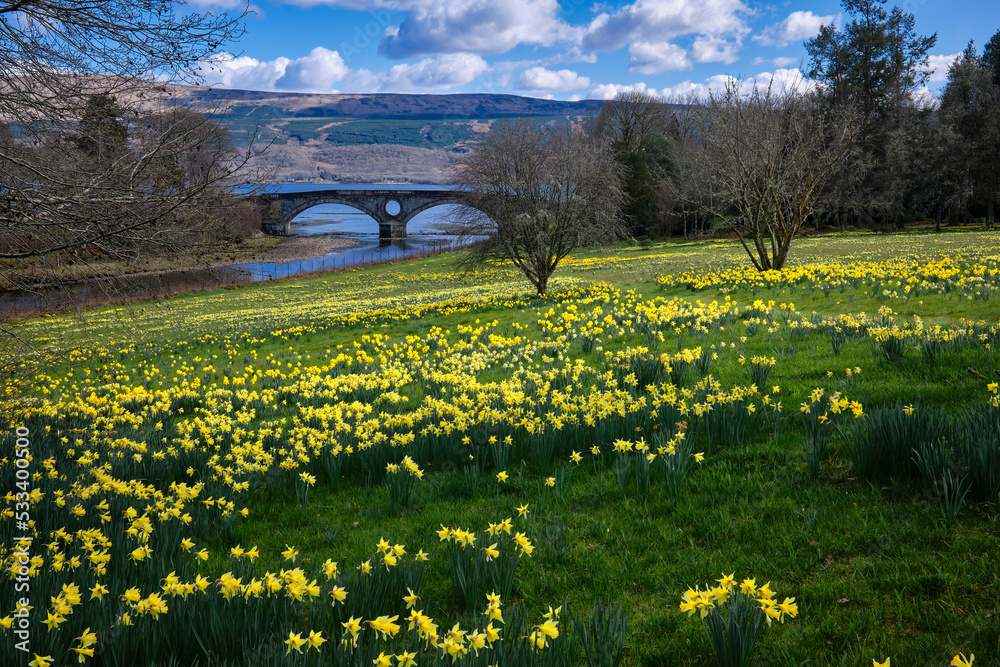 Φωτογραφία Across a sea of daffodils, a view of the bridge over the River Aray as it exits into Loch Fyne at Inverary