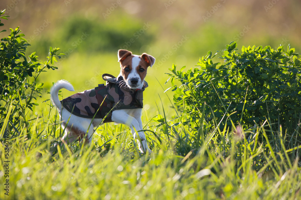 Jack russel terrier