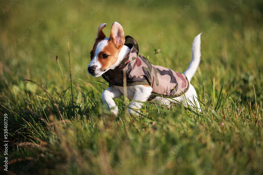 Jack russel terrier