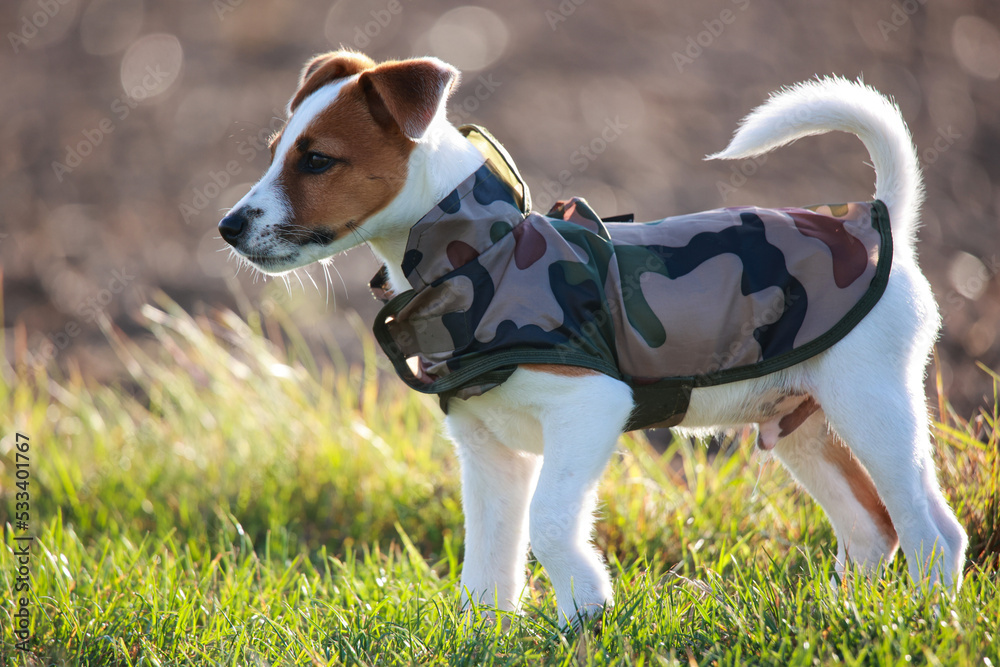 Jack russel terrier