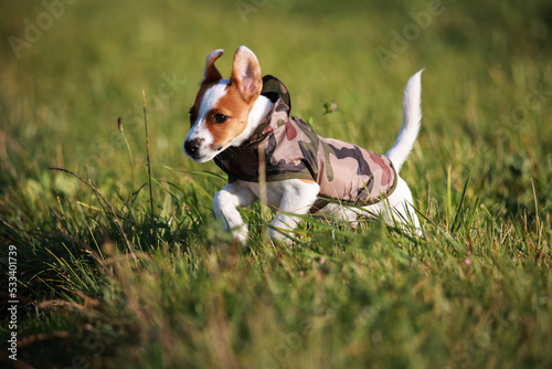 Obraz na płótnie Jack russel terrier w salonie