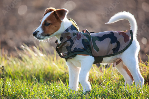 Obraz na płótnie Jack russel terrier w salonie