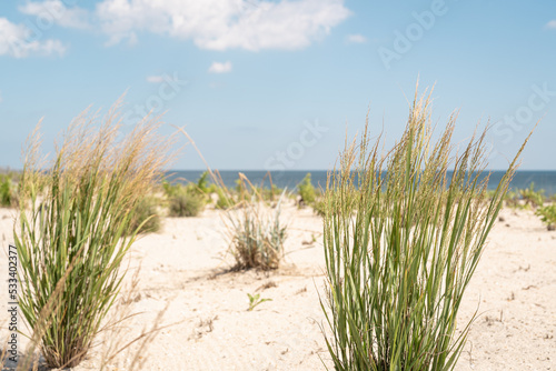 Sand Dunes with Plants on the Beach in new Jersey.