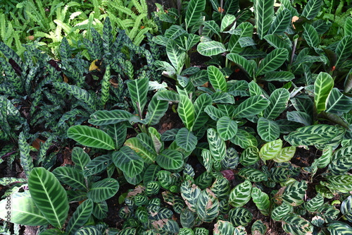 Calathea a herbaceous plant with a unique pattern on the leaves. Plant different species together in the garden. Importantly, there known as Prayer Plant. An ornamental planted indoors or sunny place. photo