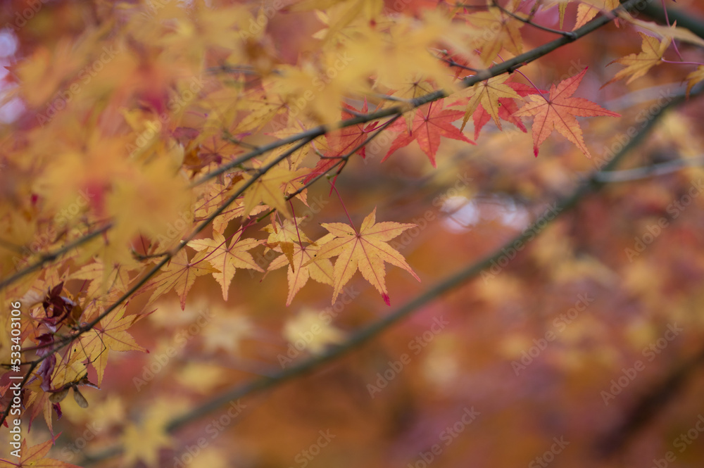 三田光明寺(兵庫県三田市)の紅葉
