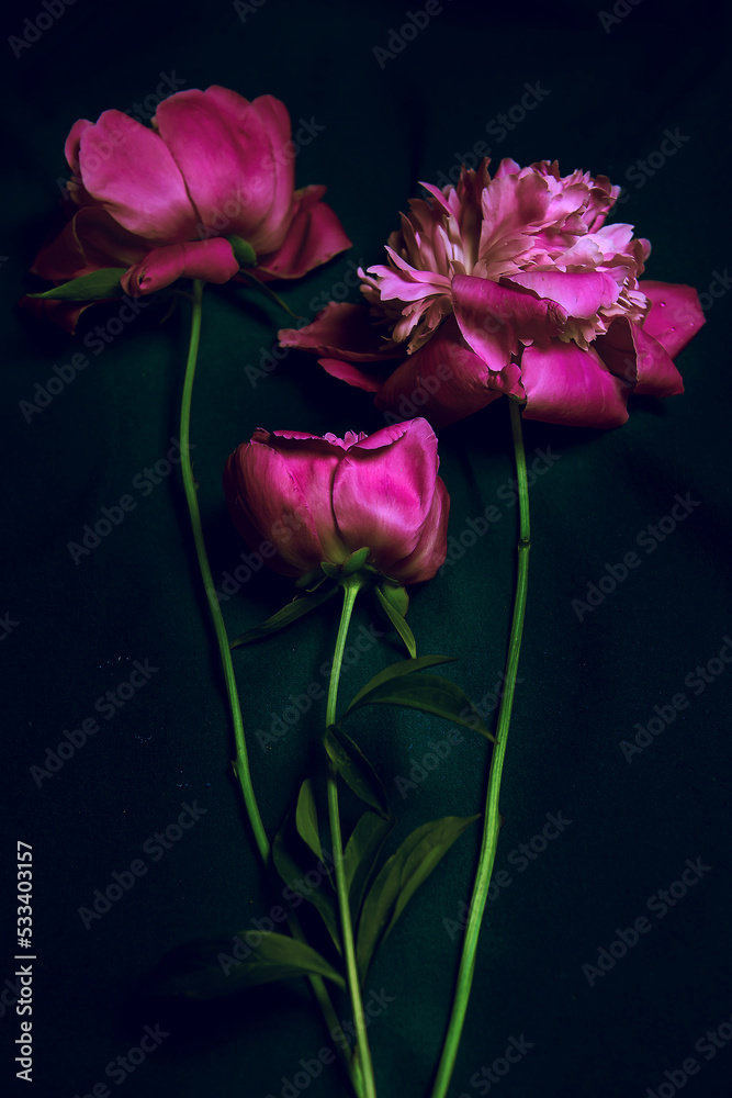 Background banner with a composition of flowers. A bouquet of bright peonies on a dark background. Restrained.view from above.Beautiful fresh peonies on a black background. Floral postcard design Background banner with a composition of flowers. A bouquet of bright peonies on a dark background. Restrained.view from above.Beautiful fresh peonies on a black background. Floral postcard design