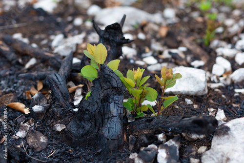 New life of smoke bush tree after big summer wildfires in Karst region in Slovenia photo