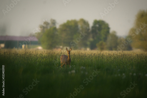 Rehkuh in Stelle, Niedersachsen