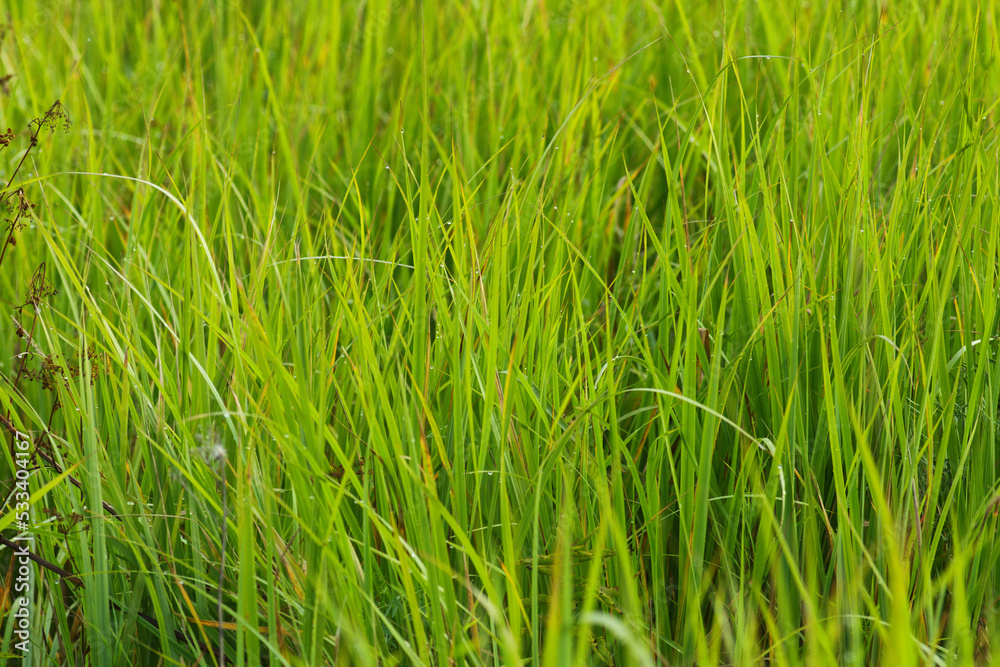 Green grasses grow on a field in Siberia on a hot sunny summer day Green grasses grow on a field in Siberia on a hot sunny summer day