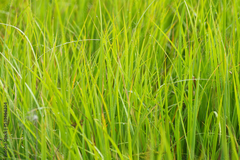 Green grasses grow on a field in Siberia on a hot sunny summer day Green grasses grow on a field in Siberia on a hot sunny summer day