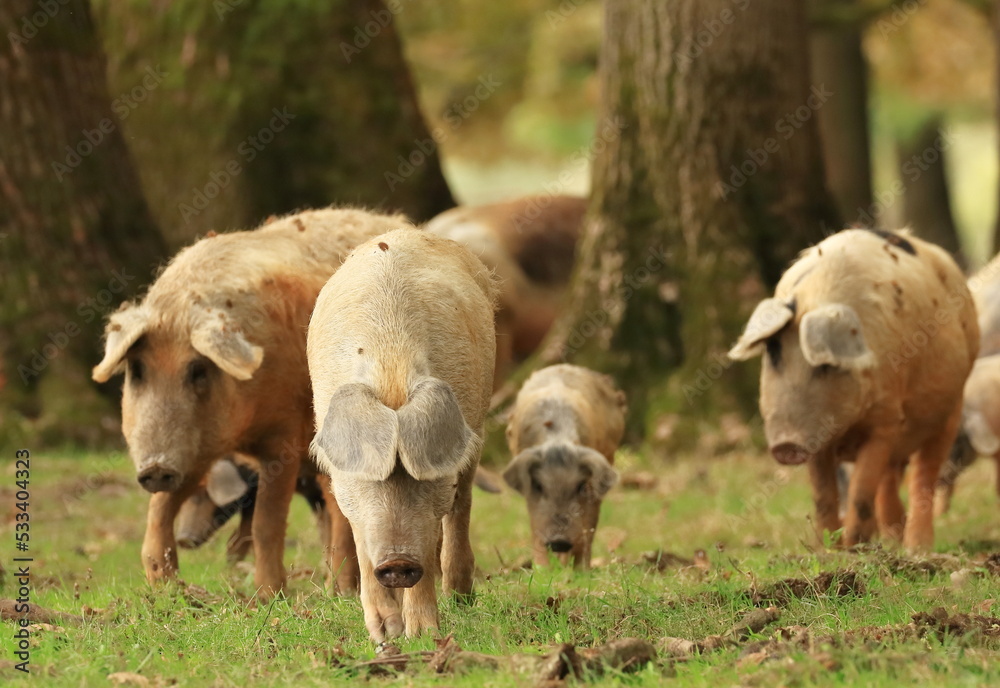 Fototapeta premium Pigs on farm. Domestic animals. Funny scene.