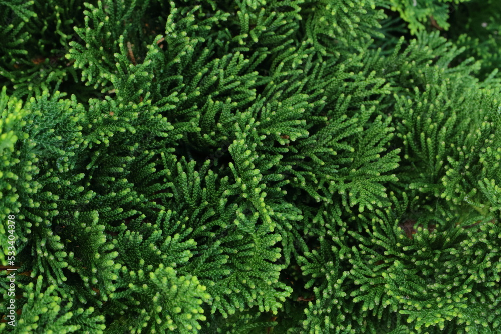 Juniperus, green background, evergreen shrub Juniperus, green background, evergreen shrub